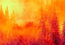 How Dark Spaces: Wildfire Puts Women in the Lead A wildfire engulfs a forest with intense orange and red flames consuming trees as embers fill the smoky air.